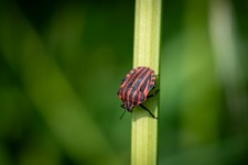 Insect, Pajama Shieldbug, Bug