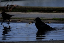 Young Raven In The Water
