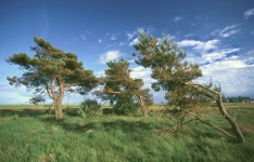 Pine Trees Landscape