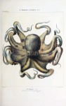 Octopus Squid Octopus Vintage