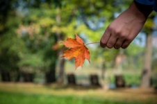 Maple Leaf, Autumn, Park