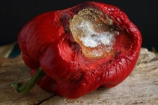 Mouldy Growth On Imploding Pepper