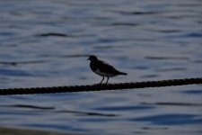 Bird Perched On A Cable
