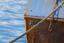 Bird On A Boat Cable