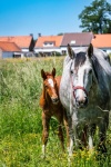 Foal, Small Horse