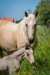 Horse, Foal, Mare