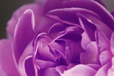 Peony Flower Blossom Purple