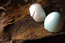 Pieces Of Bird Egg Shell