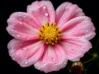 Pink Flower Water Droplets