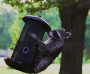 Raccoon Eating From Bird Feeder