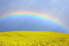 Rapeseed Field Rainbow Sky