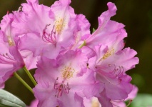Rhododendron Blossom Flower Pink