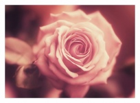 Rose Flower Blossom Rose Blossom