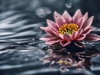 Water Lily Flower Blossom Water