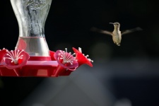 Tiny Hummingbird At Feeder