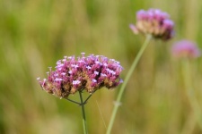 Verbena From Buenos Aires