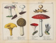 Vintage Old Mushrooms Illustration