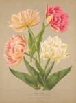 Vintage Flowers Illustration Old