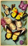 Vintage Butterflies Postcard
