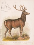 Vintage Deer Illustration Old