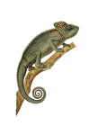 Vintage Art Chameleon Reptile