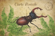 Vintage Art Stag Beetle
