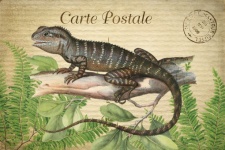 Vintage Art Illustration Iguana