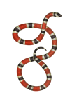 Vintage Art Illustration Snake