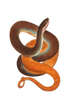 Vintage Art Illustration Snake