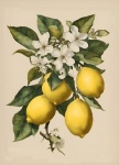 Vintage Lemons And Blossom