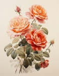 Vintage Roses Illustration