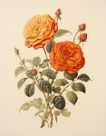 Vintage Roses Illustration