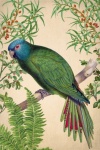 Vintage Bird Parrot Art