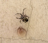 Wasp Spider With Nest