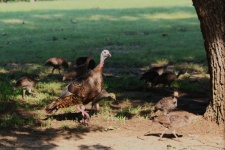 Wild Turkey Hen And Babies