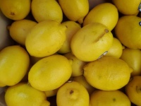 Yellow Lemon Background
