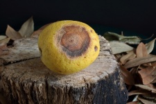 Yellow Lemon With Large Blemish
