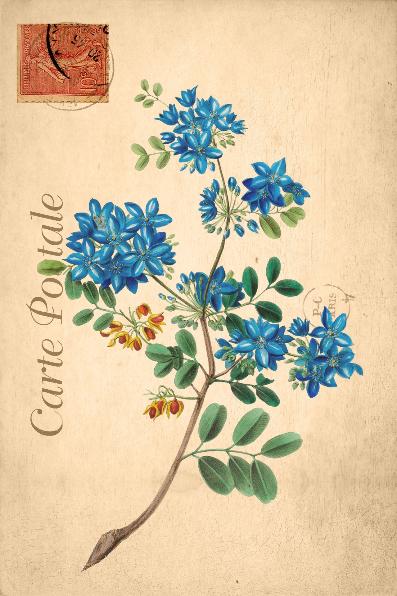Vintage, blue floral flowers art illustration on old french postcard