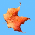 A Maple Leaf In A Blue Sky 301