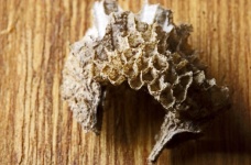 A Piece Of An Old Wasp Nest