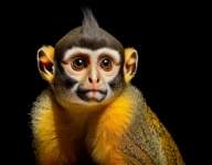 Monkey, Primate, Amazon, Rainforest