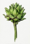 Artichoke Vegetable Illustration
