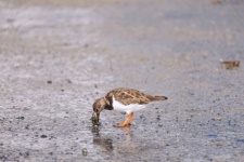 Sandpiper In Front Of A Mussel