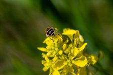 Bee, Insect, Pollinate, Rapeseed