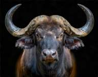 Buffalo, Large Mammal, Cattle