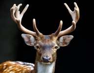 Fallow Deer, Cloven-hoofed Mammal