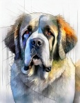 Animal Portrait, Saint Bernard, Dog