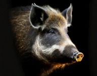 Wild Boar Pig, Mammal