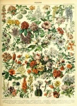 Flowers By Adolphe Millot 302