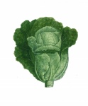 Kale Cabbage Vegetable Vintage